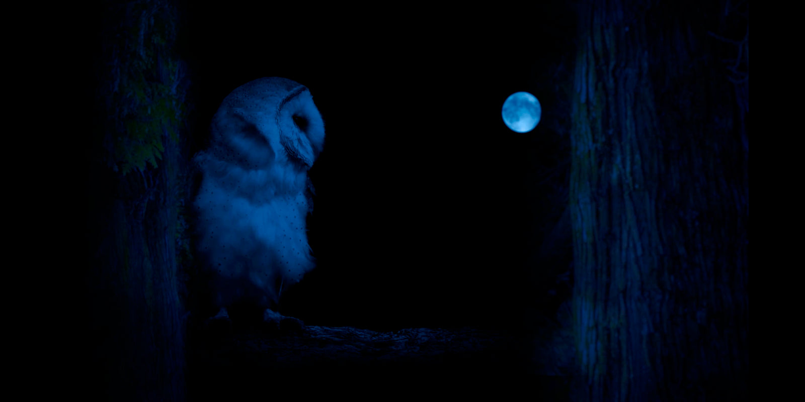 Fourth Kind Owl Gif